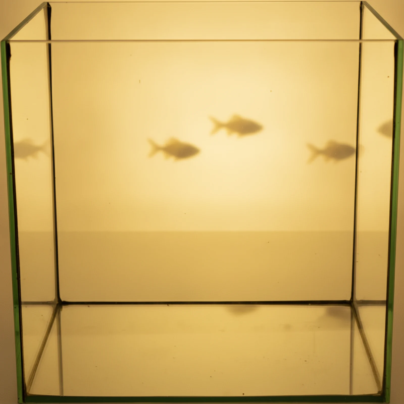 Helglassakvarium kube