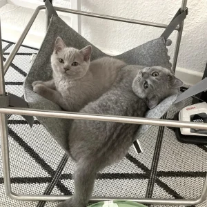 Hengekøye katt – katteseng til stol eller bord grå ull