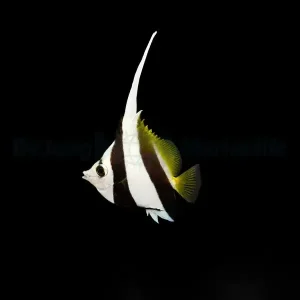 Heniochus diphreutes – Schooling Bannerfish