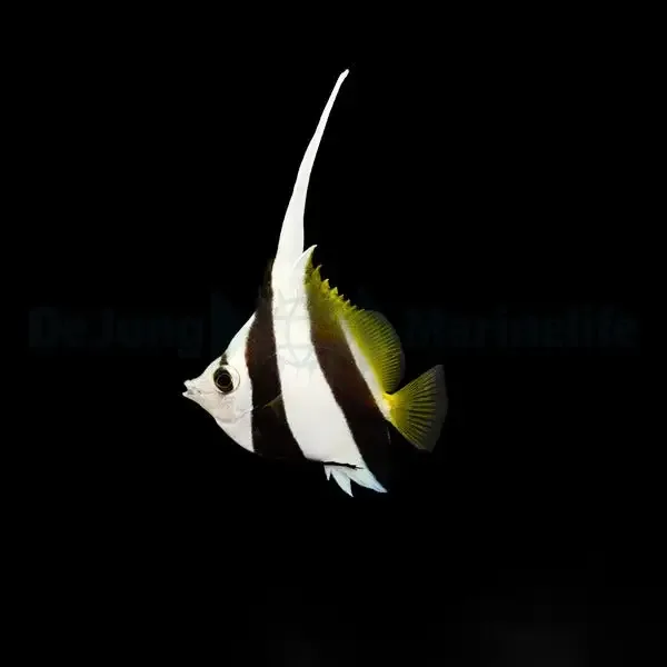 Heniochus diphreutes – Schooling Bannerfish