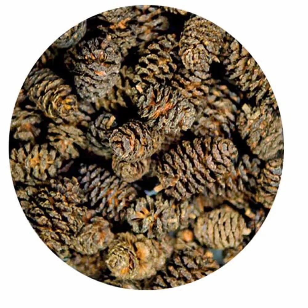 Hobby Alder Cones – Svartor-kongler 50stk - Image 2
