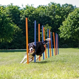 Hundeaktivitet Agility slal氓m