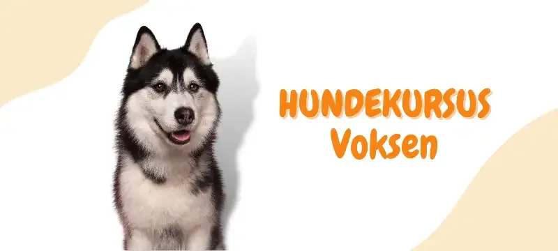 Hundekurs for voksne