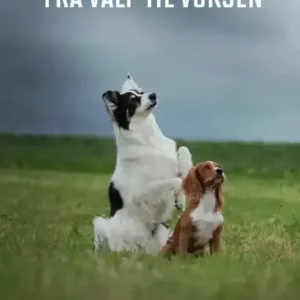 Hverdagslydighet fra valp til voksen
