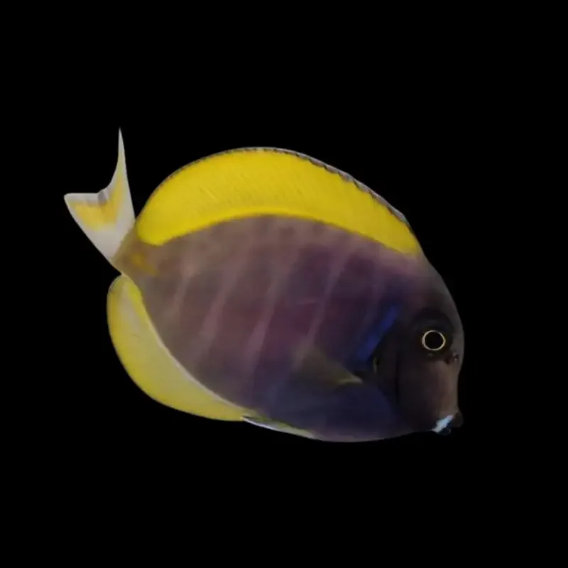 Hybrid Tang – Acanthurus leucosternon X nigricans