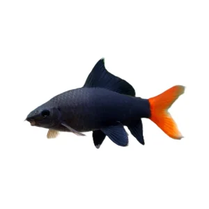 ILDHALE Epaizeorhynchos/Labeo bicolor