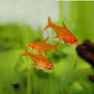 ILDTETRA Hyphessobrycon amandae
