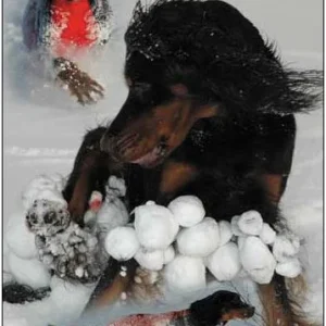 Jægerens Superdekken for Hannhund