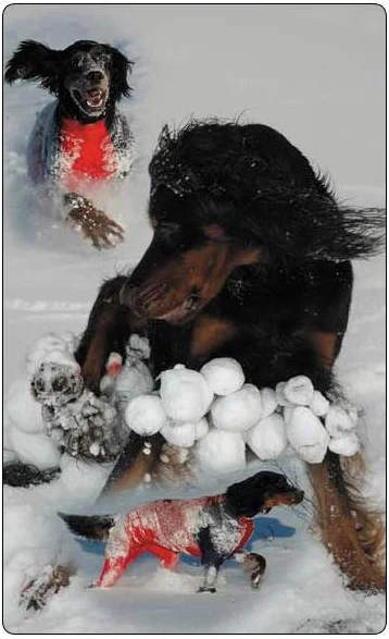Jægerens Superdekken for Hannhund