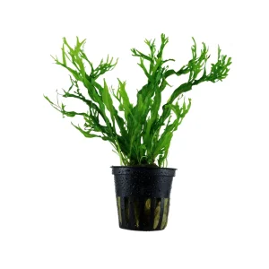 JAVABREGNE Microsorum pt. ‘WINDELØV’