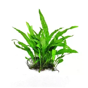 JAVABREGNE Microsorum pteropus, (008POT)