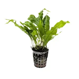 JAVABREGNE Microsorum pteropus ‘Greens’