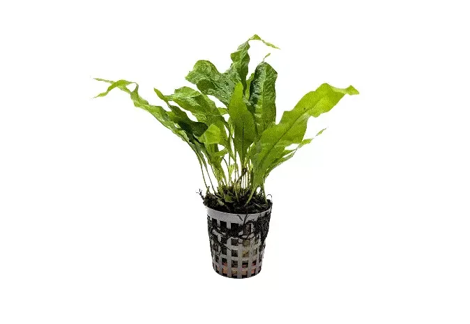 JAVABREGNE Microsorum pteropus ‘Greens’