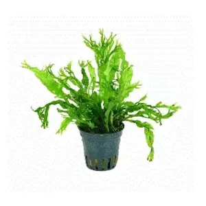 JAVABREGNE ‘Windeløv’ Microsorum pteropus