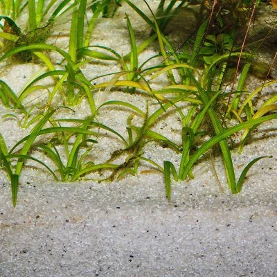JBL Sansibar river - Image 2