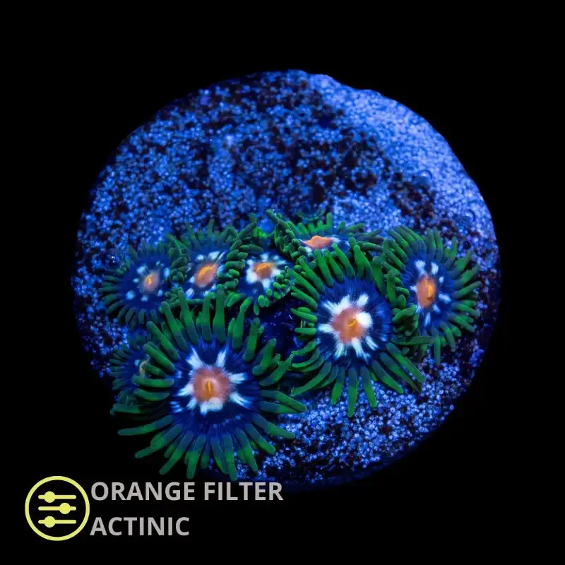 JF Daisy Cutters Zoanthid – Frag
