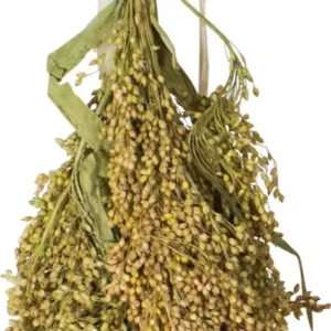 JR Birds Panicle millet