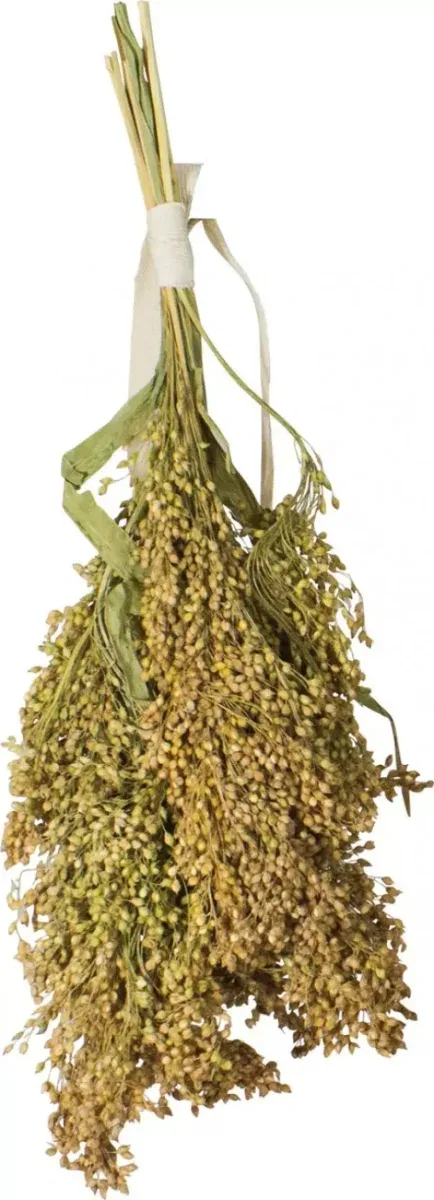 JR Birds Panicle millet