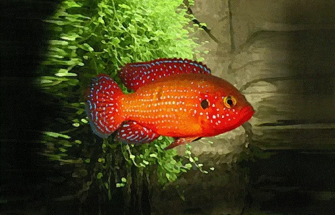 JUVELCIKLIDE Hemichromis lifalili
