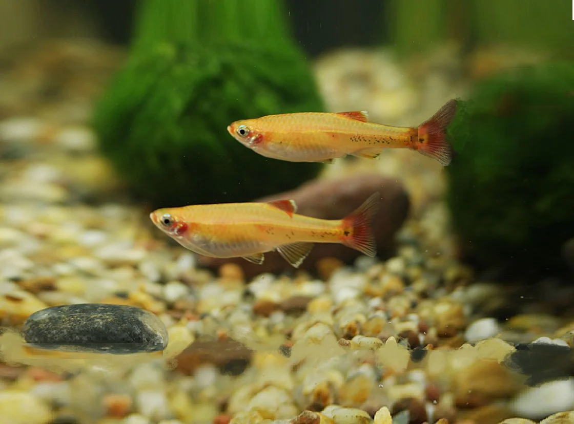KARDINALFISK GOLD, Tanichthys albonubes
