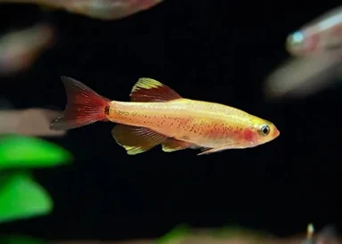 KARDINALFISK GOLD, Tanichthys albonubes - Image 2