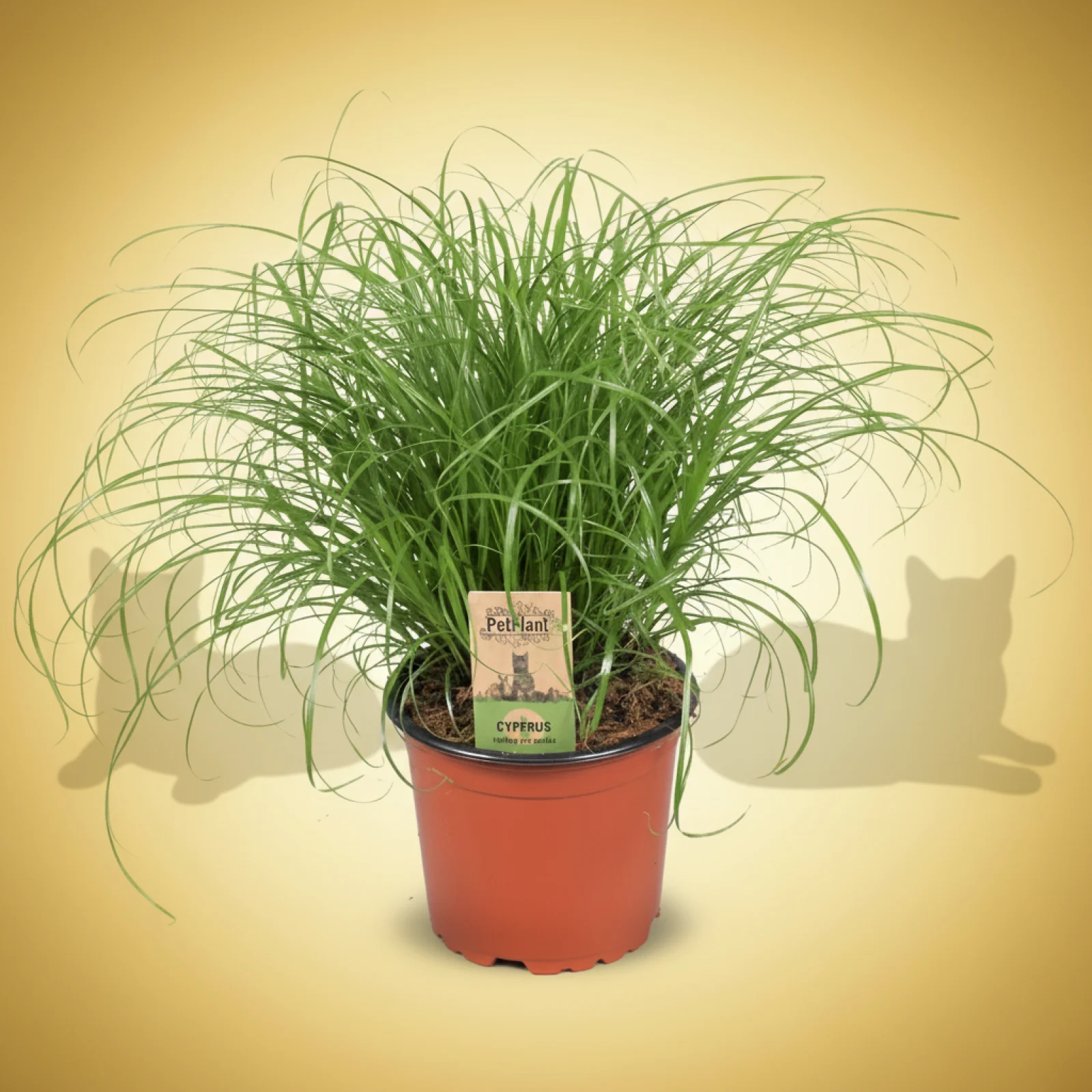 Kattegress – Cyperus alternifolius ‘Zumula’ – 12 cm