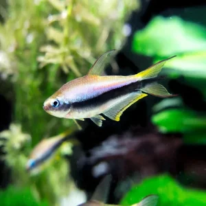 KEISERTETRA Nematobrycon palmeri
