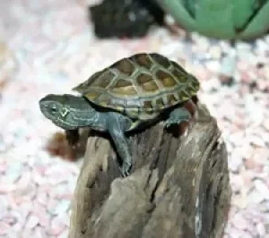 KINESISK TREKJØLSKILPADDE, Mauremys reevesii