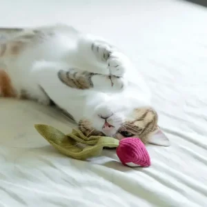 Kitty Radish Beet