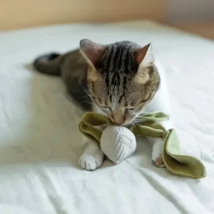 Kitty Radish Cream