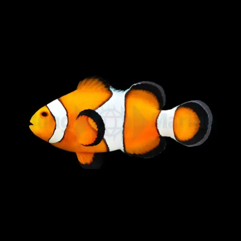 Klovnefisk – Amphiprion ocellaris