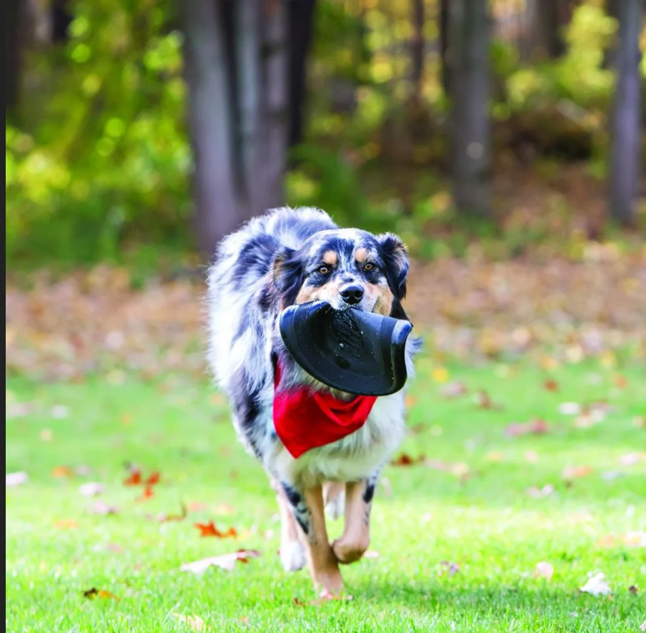 Kong Extreme Frisbee - Image 2