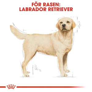 Labrador Retriever Adult T酶rrf么r for hund 12kg