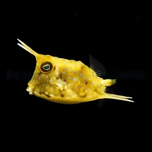 Lactoria cornuta – Longhorn Cowfish