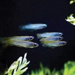 LAMPEØYEKILLI, Aplocheilichthys normanni