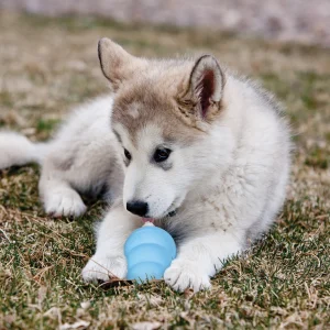 Leke Puppy Mix M