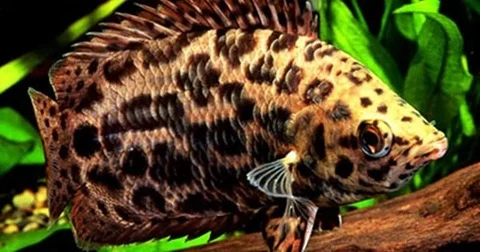 LEOPARDBUSKFISK Ctenopoma acutirostre - Image 2