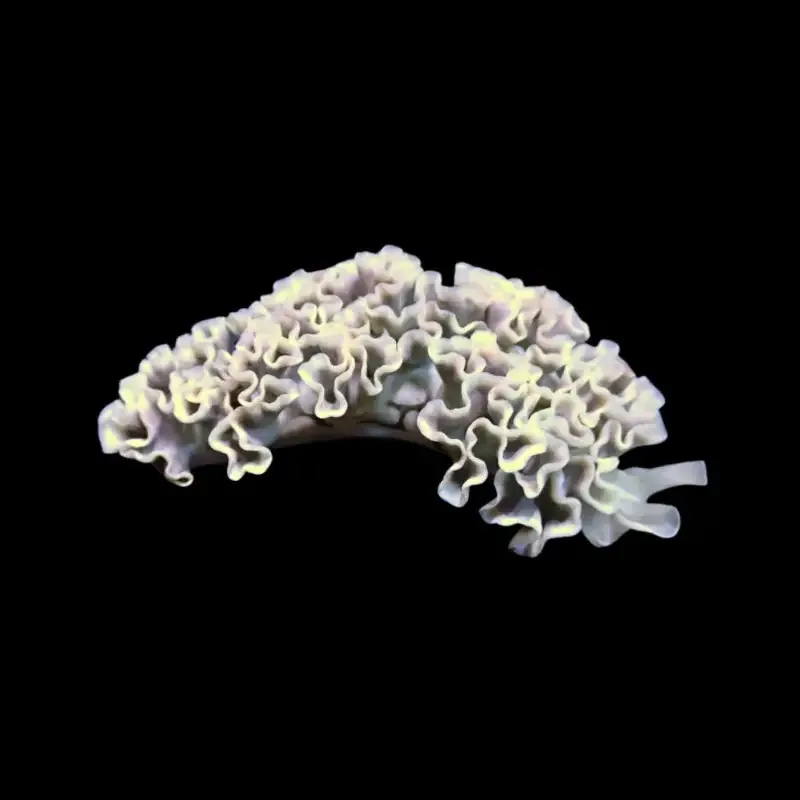 Lettuce Sea Slug – Elysia crispata
