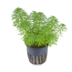 LIMNOPHILA sessiliflora, (047POT)