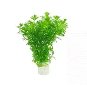 LIMNOPHILA Sessiliflora (lokal)
