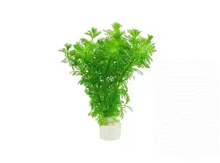 LIMNOPHILA Sessiliflora (lokal)