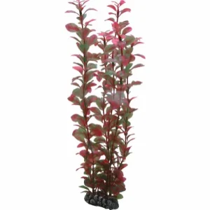 Ludwigia, 34 Cm