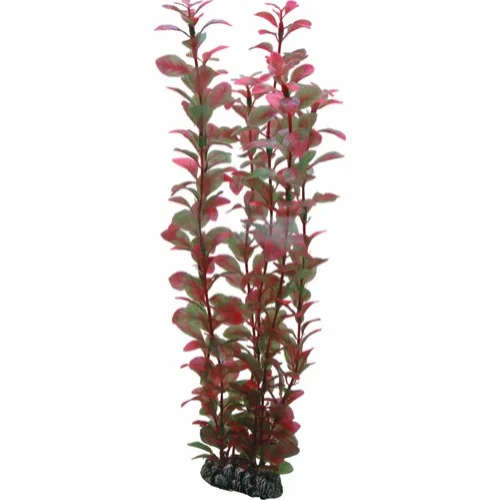 Ludwigia, 34 Cm
