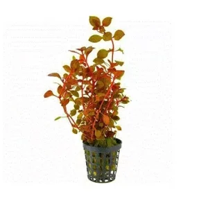LUDWIGIA Palustris ‘Super Red’