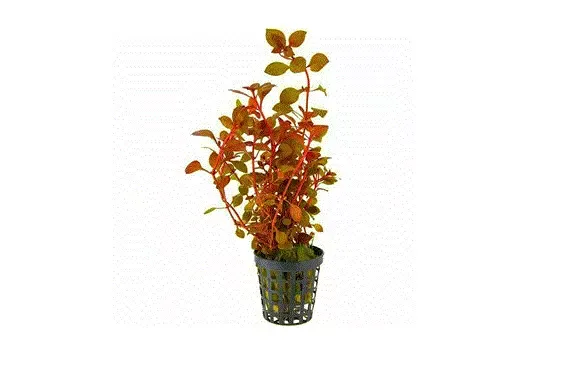 LUDWIGIA Palustris ‘Super Red’