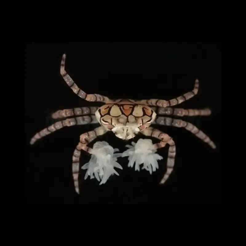 Lybia Tesselata – Pom Pom Krabbe
