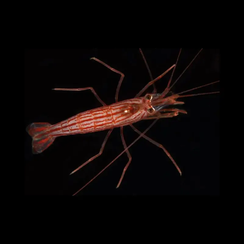 Lysmata vittata – Peppermint Shrimp