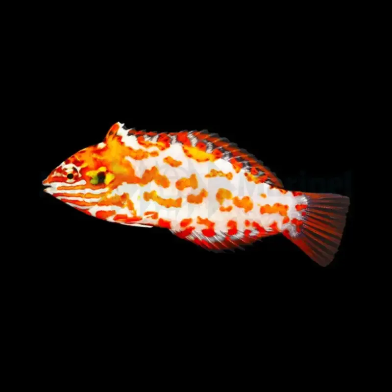 Macropharyngodon Choati – Red Leopard Wrasse
