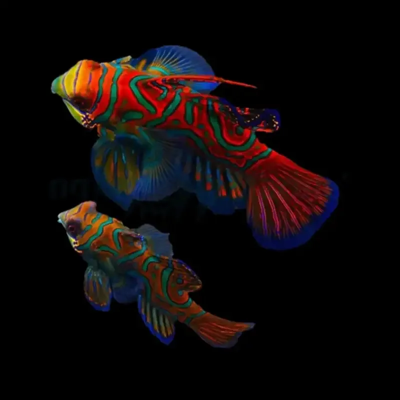 Mandarin Par – Pterosynchiropus splendidus