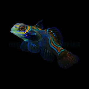Mandarin – Pterosynchiropus splendidus